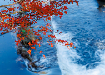水辺の紅葉