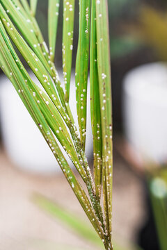 scale on palm frond, diseased leaves with insect endangering the plant, close-up shot