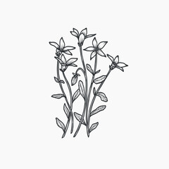 Hand drawn royal bluebell flower illustration. Australian native plant