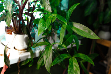 Tropical exotic Plants, Amidst Lush Greenery in Plant Boutique, domestic greenhouse