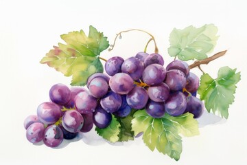 Fototapeta premium watercolor grape beautiful fruit with leaves,white background