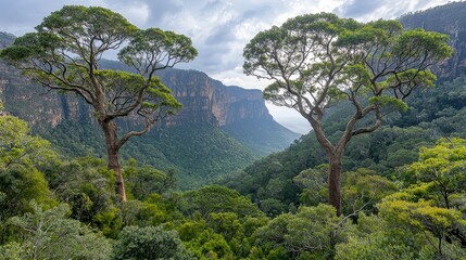 Obraz premium Majestic Greenery Serene Forest Landscape Towering Trees Mountain Backdrop