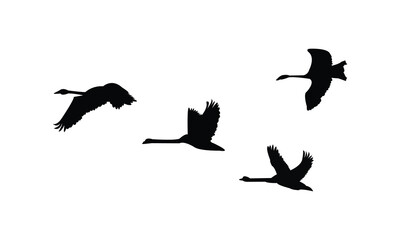 Flying Swan Silhouette Design  And Vector Illustration. 