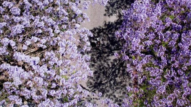 Aerial view of a woman strolls beneath vibrant purple jacaranda trees, enjoying the beauty of spring