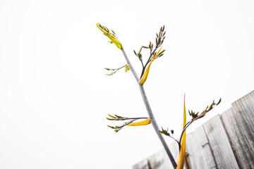 native New Zealand phormium flower outdoor with overcat sky