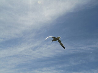 seagull flying in the sky