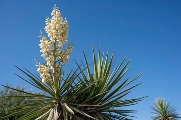 Tall yucca plant against a blue sky with long thin sword-shaped leaves and flowers, plant, cloud, floral