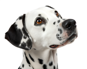 Dalmatian dog portrait isolated on white background. Dalmatian dog headshot on white background