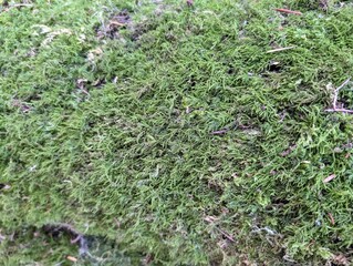 Background for design with moss