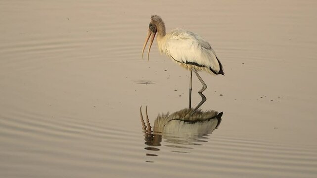 Wood stork Standing in the pond under sunset light