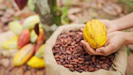 hands of a cacao farmer holding ripe yellow pod over dried fermented bean in burlap sack in...