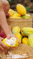 cacao farmer harvesting white raw cocoa beans, piles of yellow pods in the background