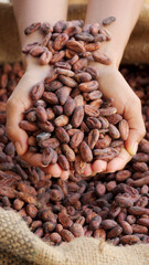 raw cocoa beans in a farmer's hands into a burlap sack, dried and fermented cacao