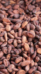 Close-up, raw cacao beans or seeds, an ingredient for chocolate production