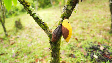 Frosty pod rot, moniliophthora roreri, on cacao pod on plantation, fungi, disease, indonesia