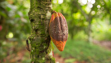 Frosty pod rot on cacao, white fungal mycelium on surface, fungi infection cocoa plantation,...