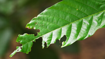 close-up of a cacao leaf with edges chewed by insect pests such as beetles or caterpillar