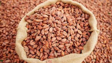 fermented and dried cocoa beans in burlap sack, drying rack with beans in the background