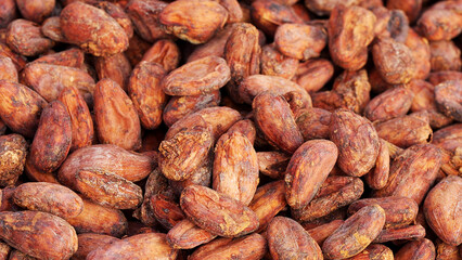 Close-up of fermented and dried cocoa or cacao beans