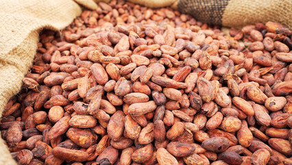close-up of dried and fermented cocoa beans in a burlap sack