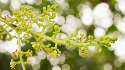 Close-up of flowers and flower buds of the common mango tree, mangifera indica in southeast asia