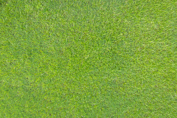 Green grass lawn texture background, greenery field for golf course turf with grassy meadow pattern...