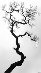 Elegant Minimalist Branch Patterns with a Clear Background