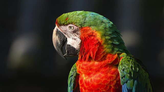Macro Of Macaw Parrot With The Beautiful Colors Of The Feathers.