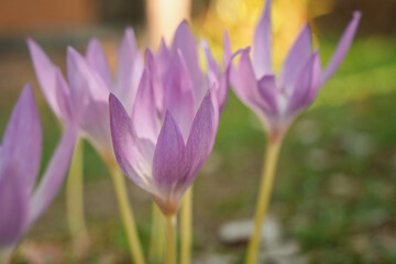 Fototapeta premium 秋の柔らかな日差しに包まれたイヌサフラン