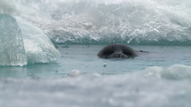 A seal swims gracefully through clear waters among ice floe