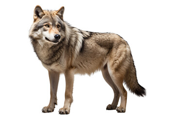 Fototapeta premium A realistic depiction of a wolf standing in a natural pose.