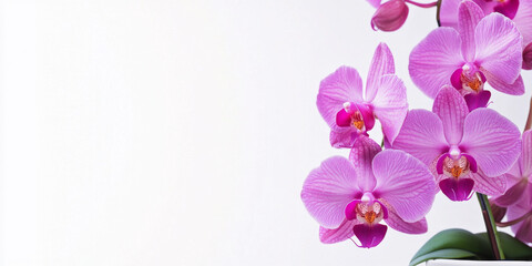 Naklejka premium pink orchid on white background