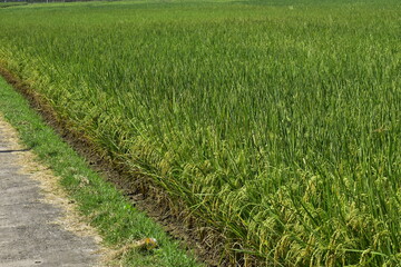 Rice produced by farmers is a staple food for the people of Java, Asia, Indonesia	