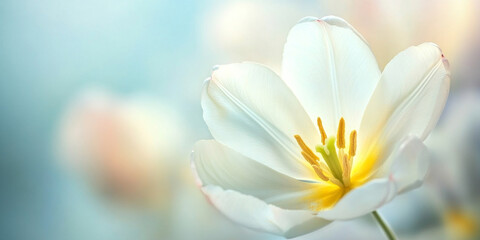 Close-up of white tulips in spring at the keukenhof gardens in lisse, south holland in the netherlands