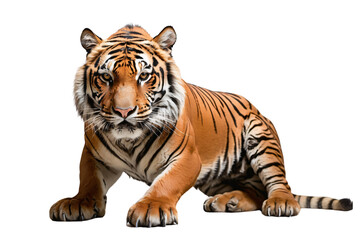 Naklejka premium A realistic depiction of a tiger in a seated position, showcasing its majestic features.