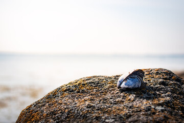 Miesmuschel auf Stein