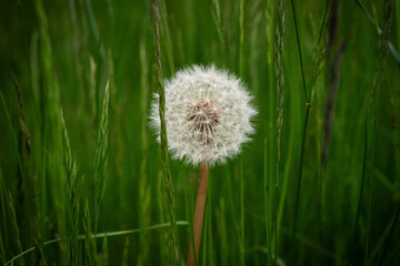 Pusteblume im hohen Gras