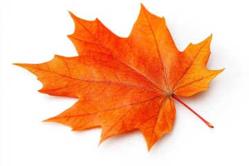 Fall inspiration: single maple leaf on a blank background, embracing the spirit of autumn
