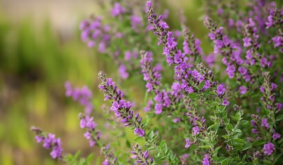 Naklejka premium AI generator image of Barometer Bush, Ash Plant Flower, Leucophyllum frutesc, a popular garden ornamental plant. Flower characteristics similar to lavender
