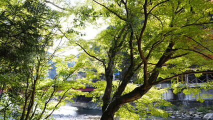 山の中の木漏れ日に癒される