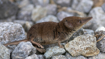 Eine Zwergspitzmaus in der Seitenansicht