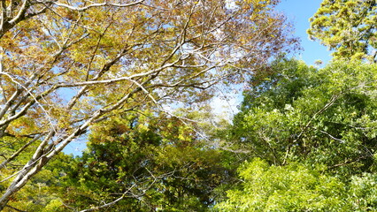 紅葉が色づく山