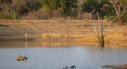 Afrikanische Tiere Weiblicher groß Kudu im Krüger National Park - Kruger Nationalpark Südafrika