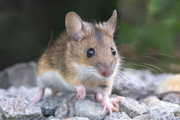 Eine Gelbhalsmaus mit den typischen großen Augen frontal