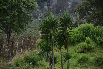 Obraz premium ORNAMENTAL PLANTS Pandanus sea has an ecological function to prevent coastal abrasion, reduce the impact of tides on land ecosystems, mitigate tsunamis