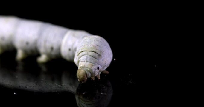 Silkworm isolated on black background, macro