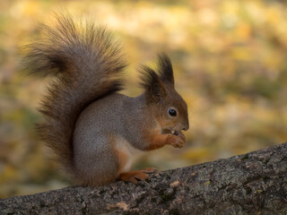 squirrel on tree trunk in autumn park