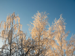 frost on a cold sunny day