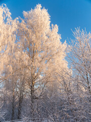 trees in frost on a cold day