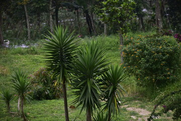Obraz premium ORNAMENTAL PLANTS Pandanus sea has an ecological function to prevent coastal abrasion, reduce the impact of tides on land ecosystems, mitigate tsunamis
